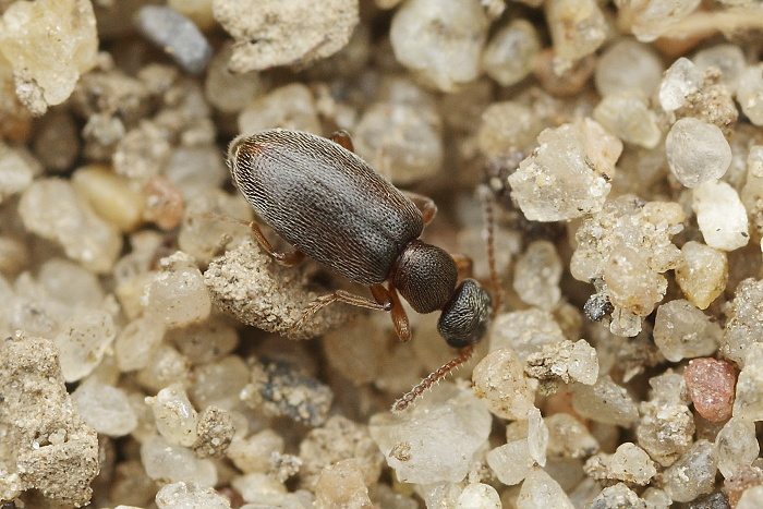 Anthicus flavipes