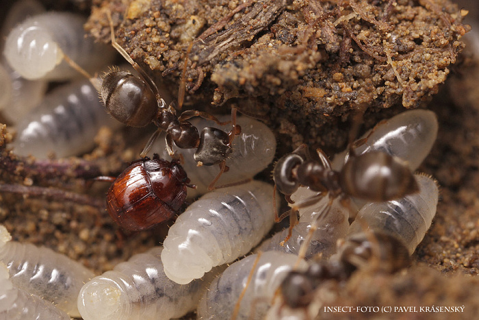  Mršník mravenčí (Haeterius ferrugineus)