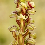 Aceras podivný (Aceras anthropophorum )