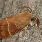 Bourovcovití (Lasiocampidae)