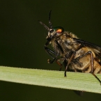 Bzikavka slepoočka (Chrysops caecutiens)