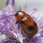 Coptocephala rubicunda