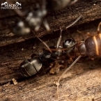 Cvrčík mravenčí (Myrmecophila acervorum)