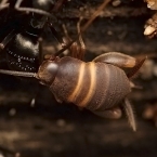 Cvrčík mravenčí (Myrmecophila acervorum) 