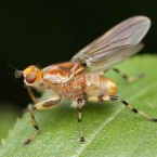 Diptera sp.
