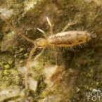 Entomobrya muscorum