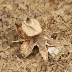 Hvězdovka pastvinná (Geastrum schmidelii)