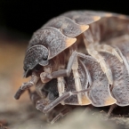 Isopoda sp.