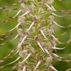 Jazýček kozlí (Himantoglossum hircinum)