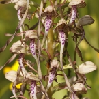 Jazýček kozlí (Himantoglossum hircinum)