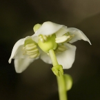 Jednokvítek velekvětý (Moneses uniflora)