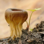 Kališník obecný (Helvella acetabulum)
