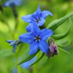 Kamejka modronachová (Lithospermum purpurocaeruleum)
