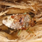 Kněžovka mateřská (Elasmucha grisea)