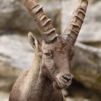 Kozorožec alpský (Capra ibex)
