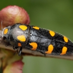 Krasec žlutoskvrnný (Ptosima undecimmaculata)