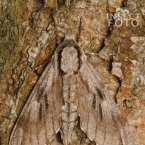 Lišaj borový (Hylocius pinastri)