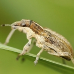 Listopas bobový (Sitona gressorius) 