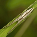 Listovníkovitý (Philodromidae)
