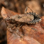 Lovčice mravenčí (Himacerus mirmicoides)