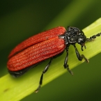 Lycidae sp.