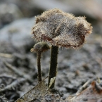 Lžičkovec šiškový  (Auriscalpium...