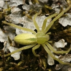 Maloočkovití (Sparassidae)