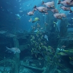 Melbourne - akvárium
