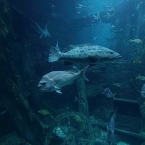 Melbourne - akvárium