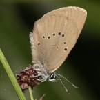 Modráskovití (Lycaenidae)