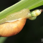Motolice podivná (Leucochloridium paradoxum)