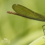 Motýlice lesklá (Calopteryx splendens)