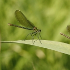 Motýlice lesklá (Calopteryx splendens)