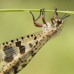 Motýlovec jižní (Palpares libelluloides)