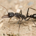 Buldočí mravenec (Myrmecia pyriformis)