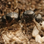 Mravenec otročící (Formica fusca)