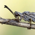 Mravkolev skvrnitý (Euroleon nostras)