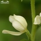 Okrotice bílá (Cephalanthera damasonium)