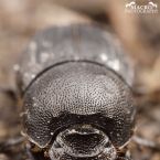 Onthophagus semicornis