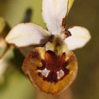 Ophrys biscutela