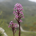 Orchis brancifortii