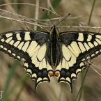 Otakárkovití (Papilionidae)