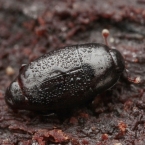 Paromalus flavicornis