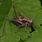 Pholidoptera griseoaptera