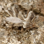 Phyllomorpha laciniata