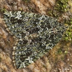 Píďalkovití (Geometridae)
