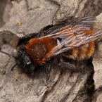 Pískorypka plavá (Andrena fulva)