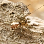 Pityohyphantes phrygianus