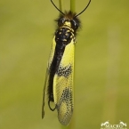 Ploskoroh pestrý (Ascalaphus macaronius)