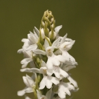 Prstnatec Fuchsův (Dactylorhiza fuchsii)